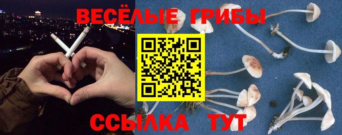Псилоцибиновые грибы Psilocybe Томск